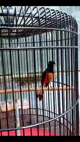 kalah sama kebutuhan 🫥 semangat para kicau mania  #foryoupage #fyp #fyppppppppppppppppppppppp #kicaumanianusantara #muraibatuindonesia 