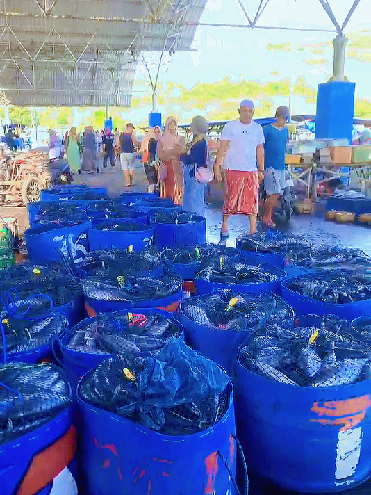 TPI Puger Jember Di Penuhi Ikan Tongkol .... #nelayanpugerjember #pantipancerpuger #fypシ゚viral #tpipugerjember 