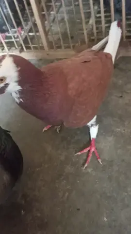 #CapCut #CapCut #fypシ゚viral #JelajahJakarta 