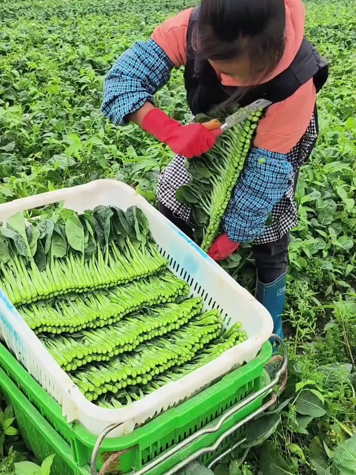 Nak sayur hijau takde kotor,pakai je baja aktif tanah ni.# #fyp #baja #Sayur #Tanaman