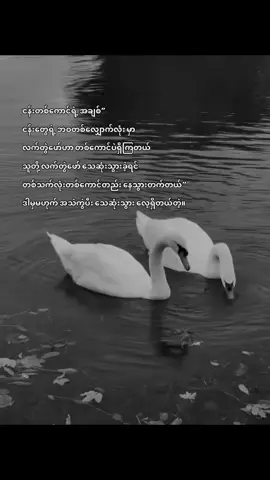 ငန်း တစ်ကောင်လိုချစ်ပါ။ #fviralfypシ #foryoupage🤍 