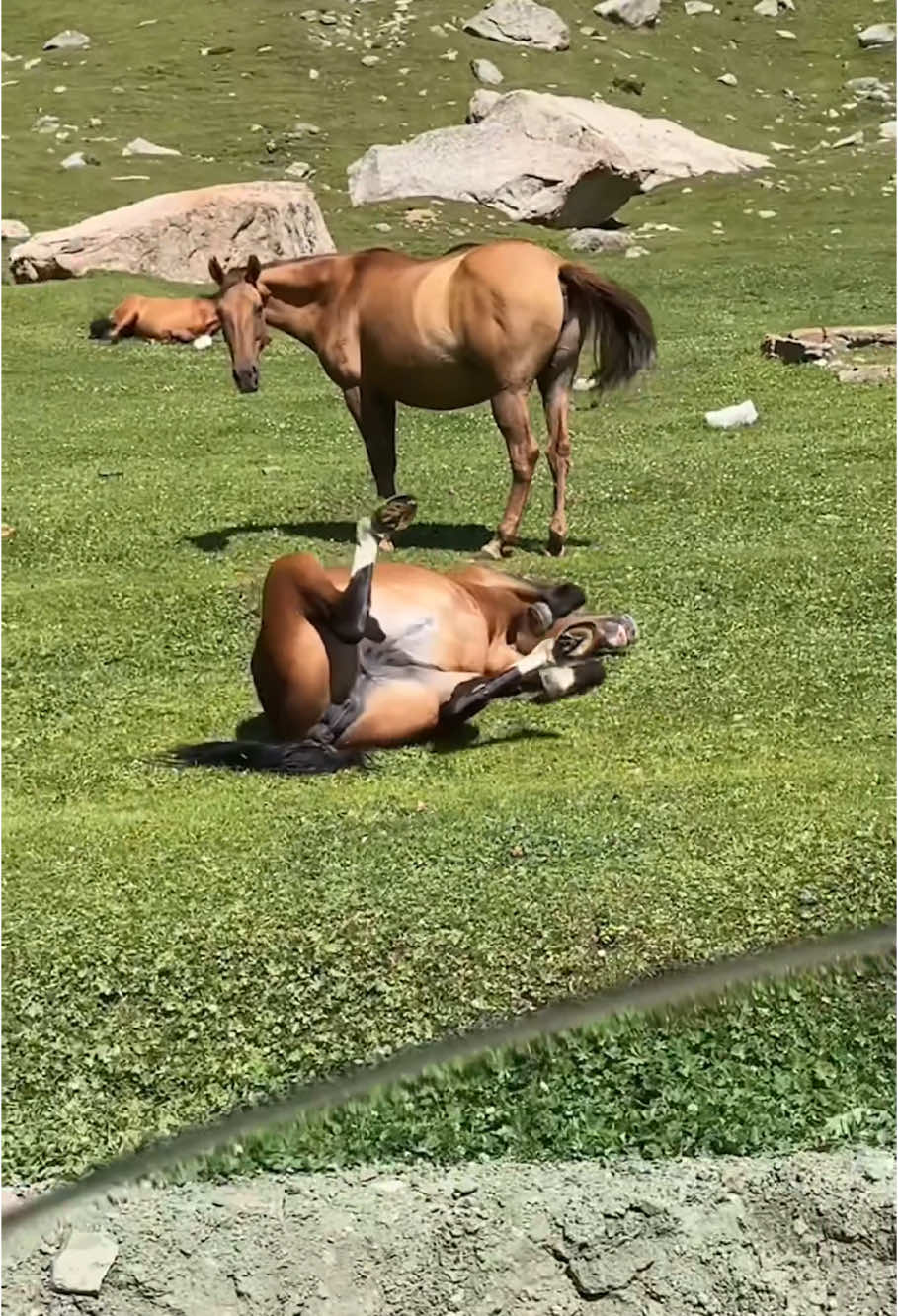 Chill horse 🐴.So funny#horse #fyp #viral #foryou #horsesoftiktok 