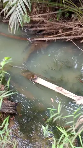 ngejar dia🗿 @Bakti? 💔 #mancing #fyp 