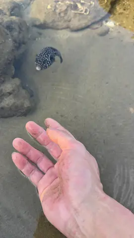 Wild Ocean Encounters: Pufferfish, Crabs, Lobsters & Octopus Adventure The ocean is full of surprises, and today's seaside adventure brought close encounters with some fascinating marine creatures! First came an adorable pufferfish, round like a basketball with a tiny mouth and bouncy body. While fun to watch, pufferfish are highly poisonous and should never be eaten or touched with bare hands. After releasing it safely back to the water, a bright red crab appeared, showing its strength by pinching hard - a reminder that crabs can be bold and fearless. The adventure continued with a hidden snail, known as a six-legged conch. After a closer look, it cheekily became a five-legged conch, adding humor to the exploration. Then came the highlight: a massive lobster. Packed with collagen and tender meat, lobsters are prized for their delicious flavor and texture. Tasting its springy meat right by the shore was a real treat. But the surprises didn't stop there. A playful small octopus made its appearance, followed by another larger octopus. Both offered a unique taste of the sea with chewy, flavorful textures that seafood lovers dream of. Every discovery brought laughter, amazement, and a deeper connection with the wonders of marine life. This video captures the thrill of wild ocean foraging, the humor of interacting with curious creatures, and the joy of sharing seafood adventures with fans. Whether it's the shy crab, the squinting snail, or the clever octopus, every encounter makes the sea feel alive with personality. Would you dare to meet and taste these ocean treasures? #sealife #seafood #seacreatures #seafoodlover #tiktoknature 