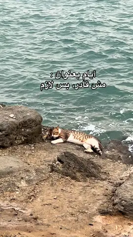 #اكسبلووووورررررررررررررررر💗💫💣💣💣💣🔥🔥 #مؤوسس #ابراهيم #شعب_الصيني_ماله_حل😂😂 #