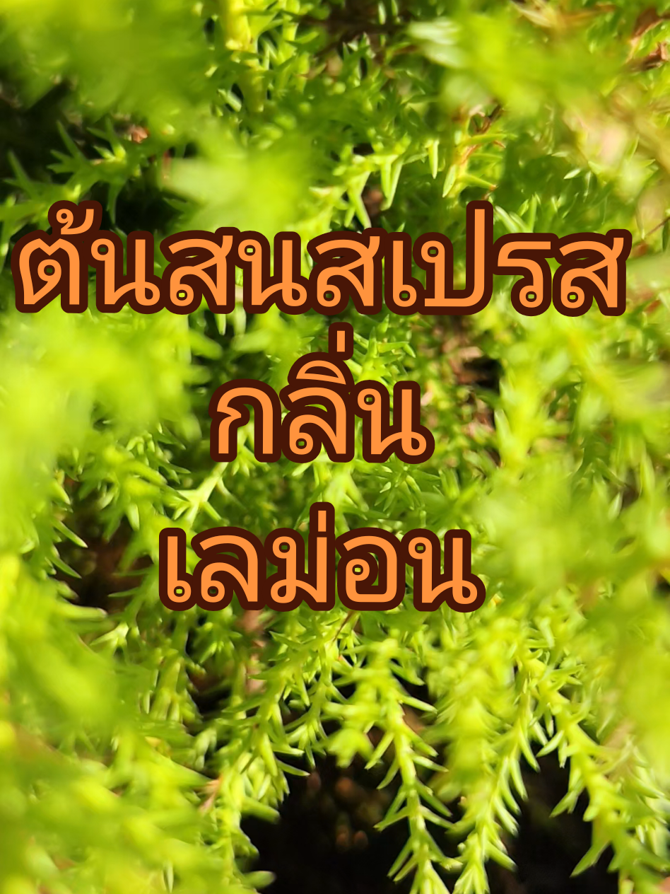 #lemoncypress #ต้นไม้ #ต้นสน #ต้นสนเลม่อน #ไม้ประดับ @นิ๊กกี้ 
