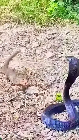 Wonderful sounds of nature #animals #nature #wildlife #animalsworld #foryou #fyp #foryoupage 