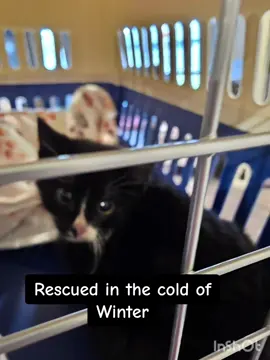 Rescued mid winter, these 5 were fostered by PUSSN BOOTS KITTY RESCUE, and have grown in warmth and safety... and adopted on to their furever homes. ❤️ #PetsOfTikTok #adoptdontshop #givealittle #catsoftiktok #catrescue 