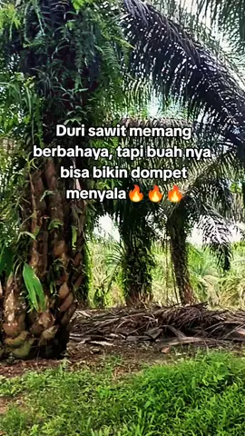#fyppp #sawitontiktok 