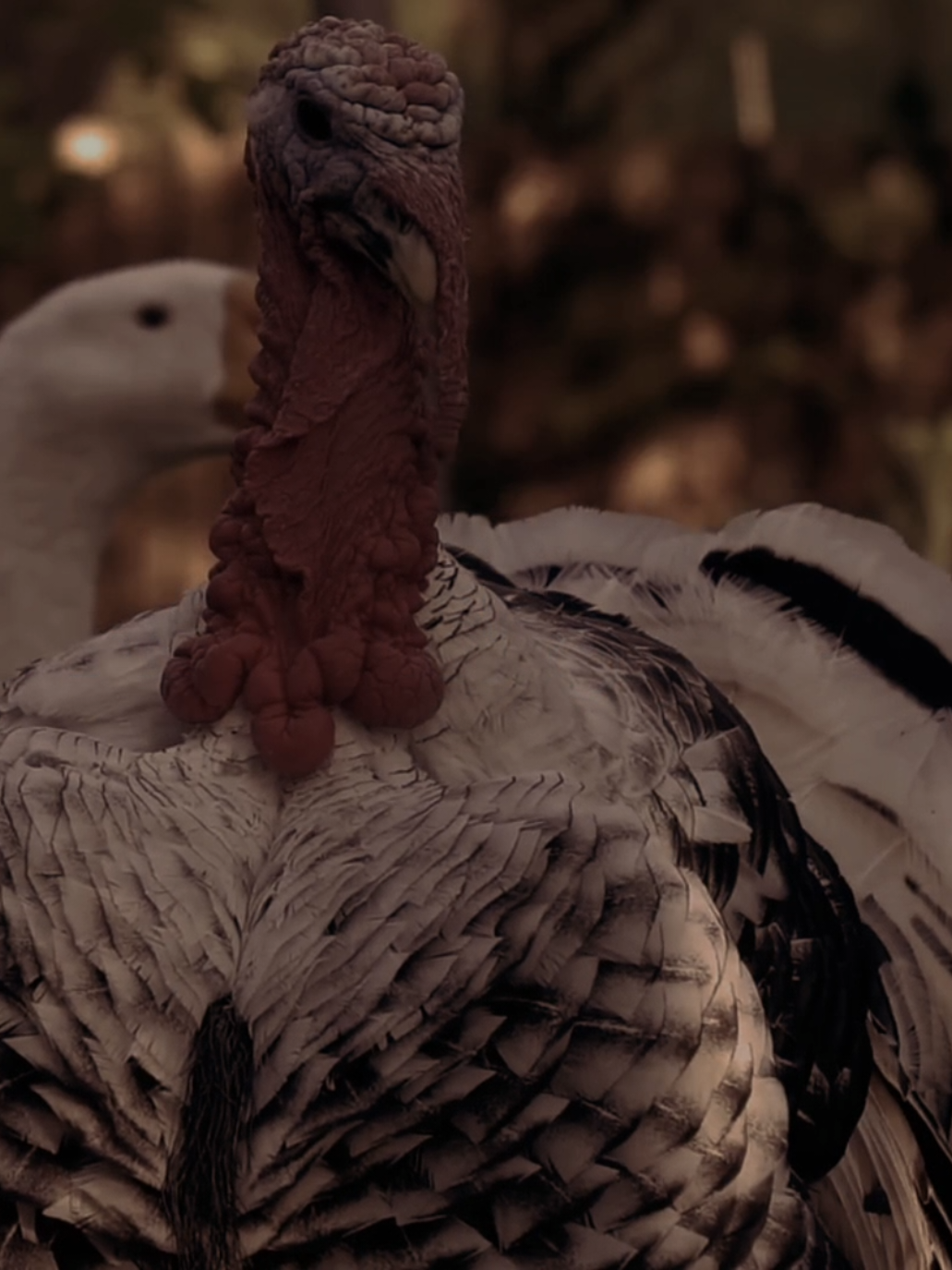 بِنَفْسِي أَنْت َ أَمْنِيَّةٌ شَائِقٍ يَتَمَتَّى ... #دعاء_الندبة  #مهدي_سماواتي  #دعاء #Shots  #fyp 