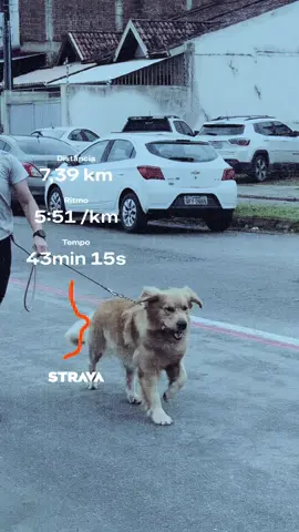 Sabado é dia de longão… Otávio também é saude, querem vlog desse dia?  🤣🤣🤣🤣😌😌😌  OBS: Quem correu 7km foi mainha, eu so corri 1km 🤭 #foryoupage #goldenretriever #foryou #viraisdotiktok 