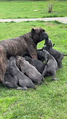 От нас не сбежишь, кормилица 🤣 #канекорсо #canecorso #щенок #канекорсомания #корсолюбовь 