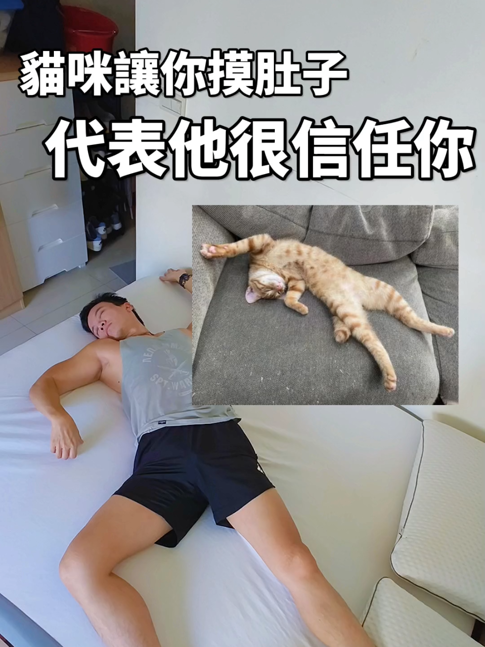 貓咪讓你摸肚子代表他很信任你喔