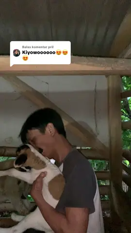 Membalas @pril setelah Arhan & Zizeh lahir, kemarin kambing yang ku lahiran lagi kembar tiga tapi sayang mati satu keinjek induk nya, aku kasih nama park bogum sama park sojun kali ya hehehe #fypage #fypシ゚ #kambing #fypdong #dailyvlog 