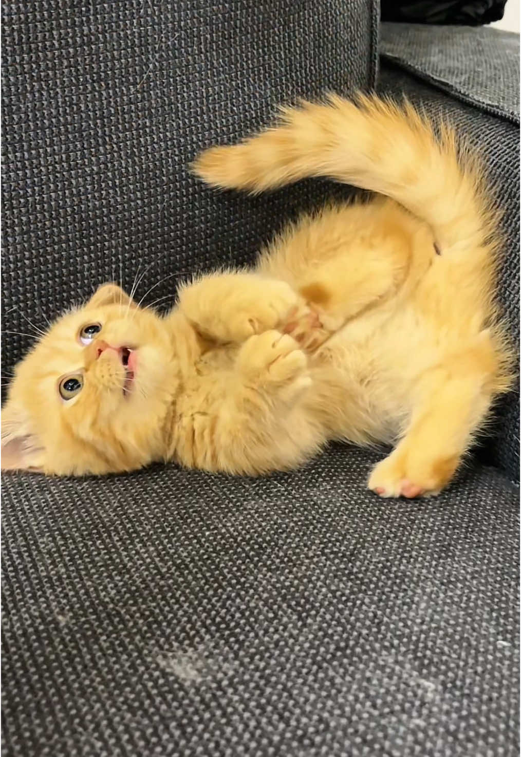 - Cute Cute😘🥰🥰🥰❤️❤️#cat #pet #catsoftiktok #cutecat #lovecat #lovecatsoftiktok #kittens #fy 