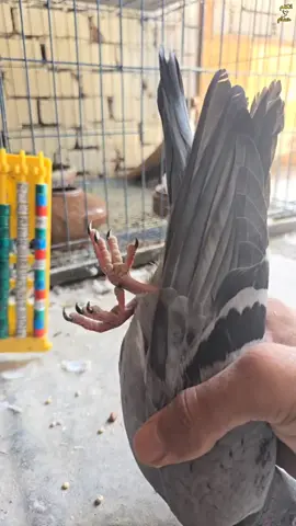 😀#اتكلم_حمام_علاء #علاء #اتكلم_حمام #حمام_علاء #الحمام_مع_علاء 