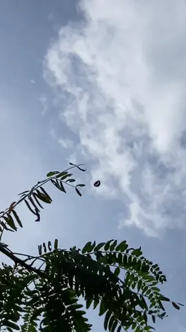 Jann dancokk #MANDOR #blitar24jam #pegonceper #rapen_aja🚀 #virall 