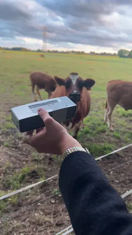 of heb ik gewoon niet de goeie jazz opgezet? of werkt dit maar bij bepaalde koeien? laat maar wetenn🤣 #jazz #cows 