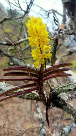 phong lan hỏa hoàng cam hoa vàng đột biến nở tự nhiên, phải có căn lắm mới gặp được 🥹🥹🥹#lanrung #hoalanrung #orchid #phonglan #hoalan 