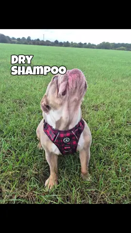 Autumn Back With Wet Muddy Walks, But Its Not A Problem Aslong As You Have @Herbal Dog Company Official  Dry Shampoo.... And Guess What A Limited Edition Pumpkin Spice Has Dropped Today 🎃 🎃 