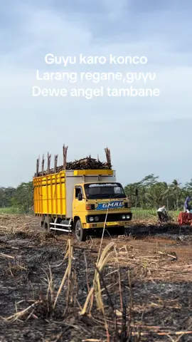 Meluncur #tebubalap #trukmaniaindonesia #komunitastrukmalang #tebumalangselatan 