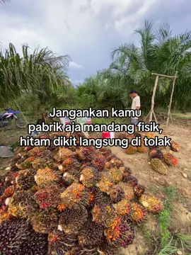😪 #storysawit🌴 #sawitindonesia🇮🇩 #fyppp #fyp #fyppppppppppppppppppppppp #fypシ゚ #bismillahfyp #masukberanda #sawitsumatraindonesia🌴🌴🌴 
