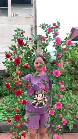 Hoa Hồng leo 1M8 #honghoahoa #hoahongleo #hoagia #hoanhantao 