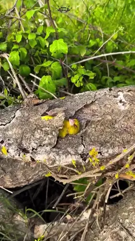 😴 #natureza #passarinho #pets #viral #sono Via Raimundo M Moreira