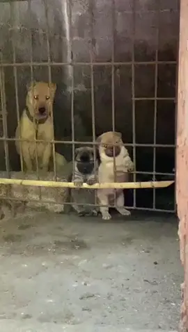 Dễ thương thiệt 😂#chó #petcute #đángyêu #dethuong #khoanhkhacdangyeu 