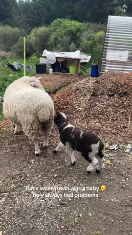 one thing about Kevin he stays pushing boundaries  #kevinthesheep #sheepy #farm #nz 
