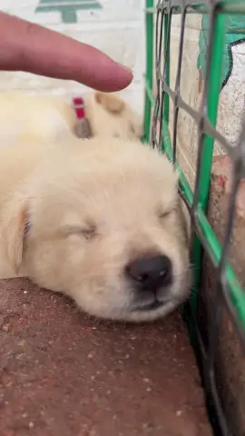 #dog #cutedog #doglovers #tiktok #foryou 