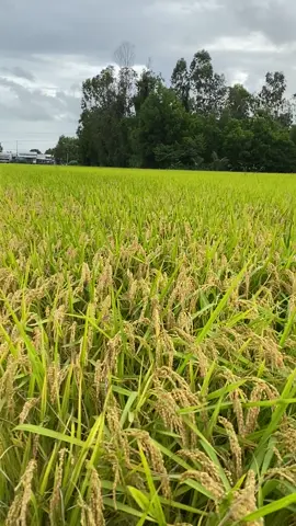 2ngay nữa xs nge mi ni- #tiktok #xhh 🥹🥹🥹🥹🥹