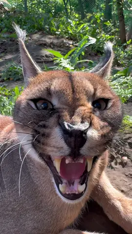 Marx the caracal is angry but doesn’t remember why 🐾 Каракал Маркс зол, но не помнит почему #каракал #caracal #bigcat #cutecat #catsoftiktok 