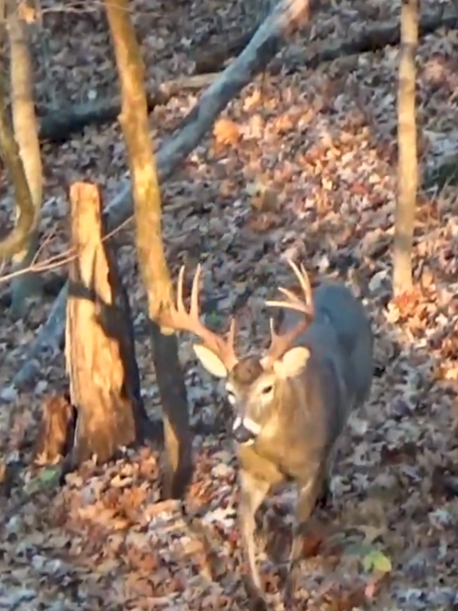 You guys know what I'm talking about! Nothing gets the ticker going faster than a big buck coming in on a string! #archery #whitetail #hunting #AllInOutdoors #bowhunting 