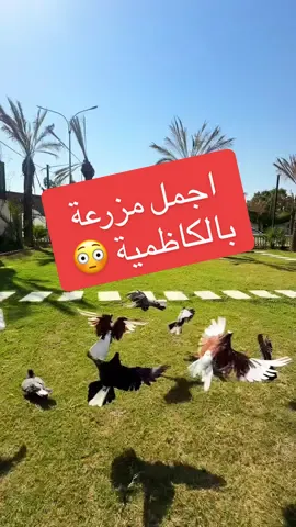 من اجمل مزارع الكاظمية الي زرتها  سويتلكم بيها خصم كل شخص يتابعنا ويكتب خصم بالتعليقات يجي كود الخصم بالخاص  شارك المقطع لعزيز قلبك خلي ياخذك بيها ❤️