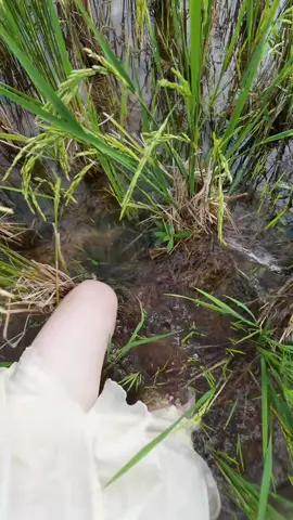 Con gì thế #ngocbayenbaitv #Ngocba1102 #ngocbayenbai 