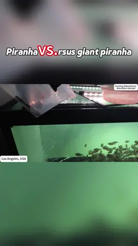 #usa🇺🇸 #fish #fyp 