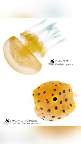 ぱよめく2匹