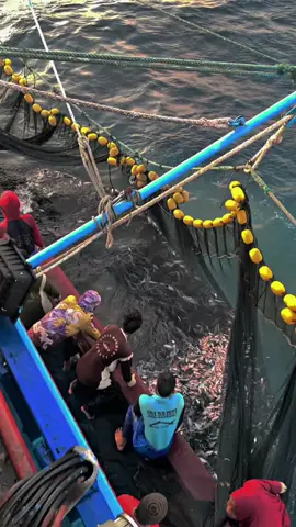 pesona iwak larang🫣🔥 #asiamakmurgrub #asiamakmurgroupjuwana #kapalpursesainejuwana #fyp 