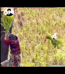 Hiểu chuyện vãi cờ hó #cọt #hàt #hàtvlog #dog #cat 