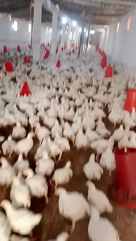 ابوني ♥🙂  #سعب_الصيني_ماله_حل😂😂 🧿 