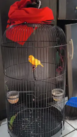 kenari sunkis gacor ngotot 400 #kenari #kenariviral #kenarimaniaindonesia #fyp #foryou 