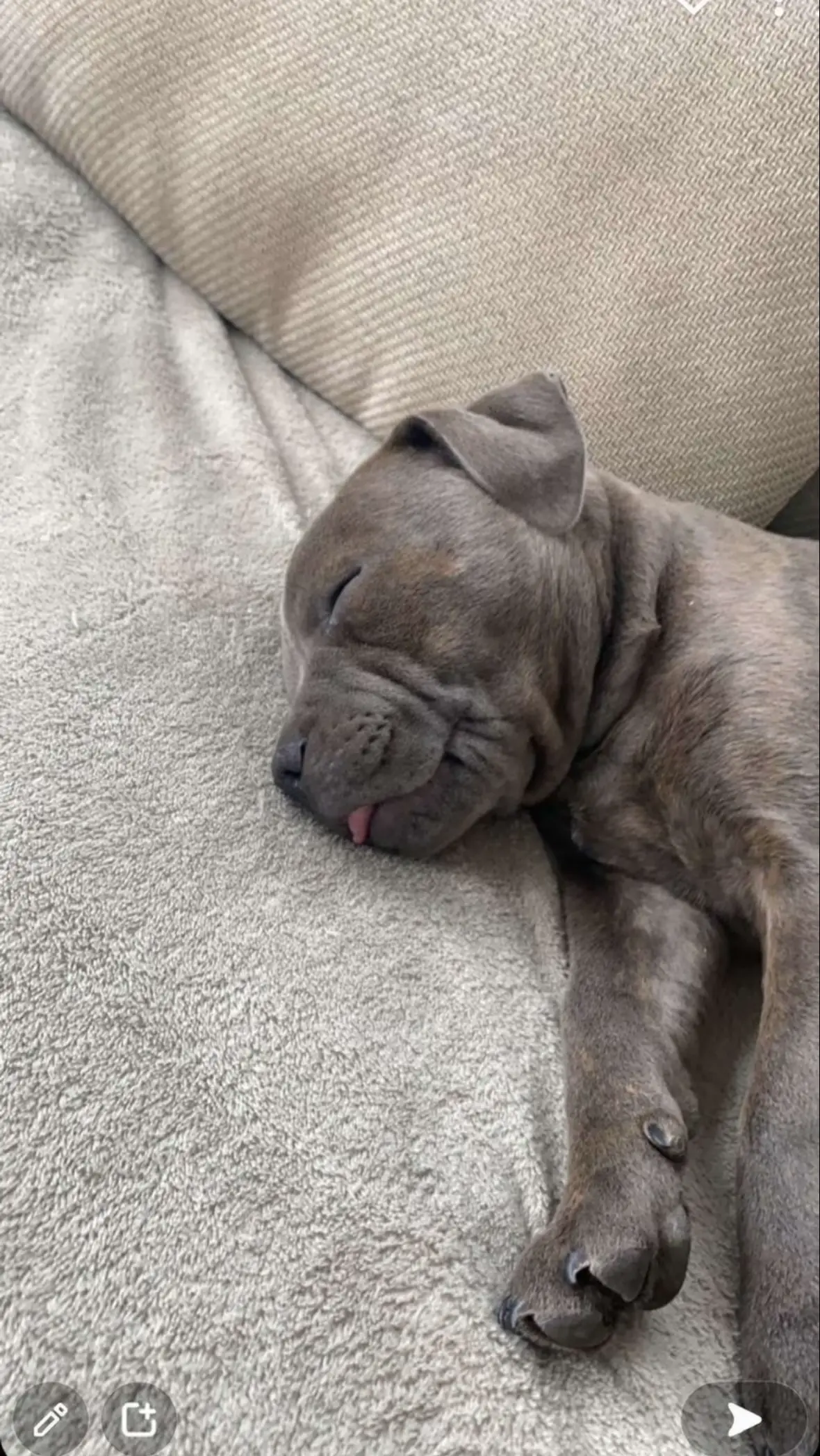 #staffy 