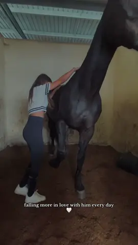 my gentleman 🤍 #fyp #fyyy #horse #horseriding #equestrian 