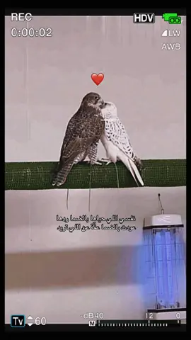 #fyp #fupシ #explore @يوسف ذاير #💗 