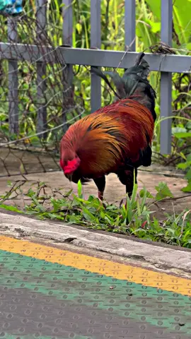 Vàoo chế độ chuộc xee, emm ơiii…😊📌🐓🌾#Sumgàđiều✅🐓🌾 #gàđáđồngtháp #gàbông #gàchiến #xuhuongtiktok 