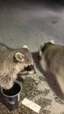 Raccoons LOVE Dr Pepper #raccoon