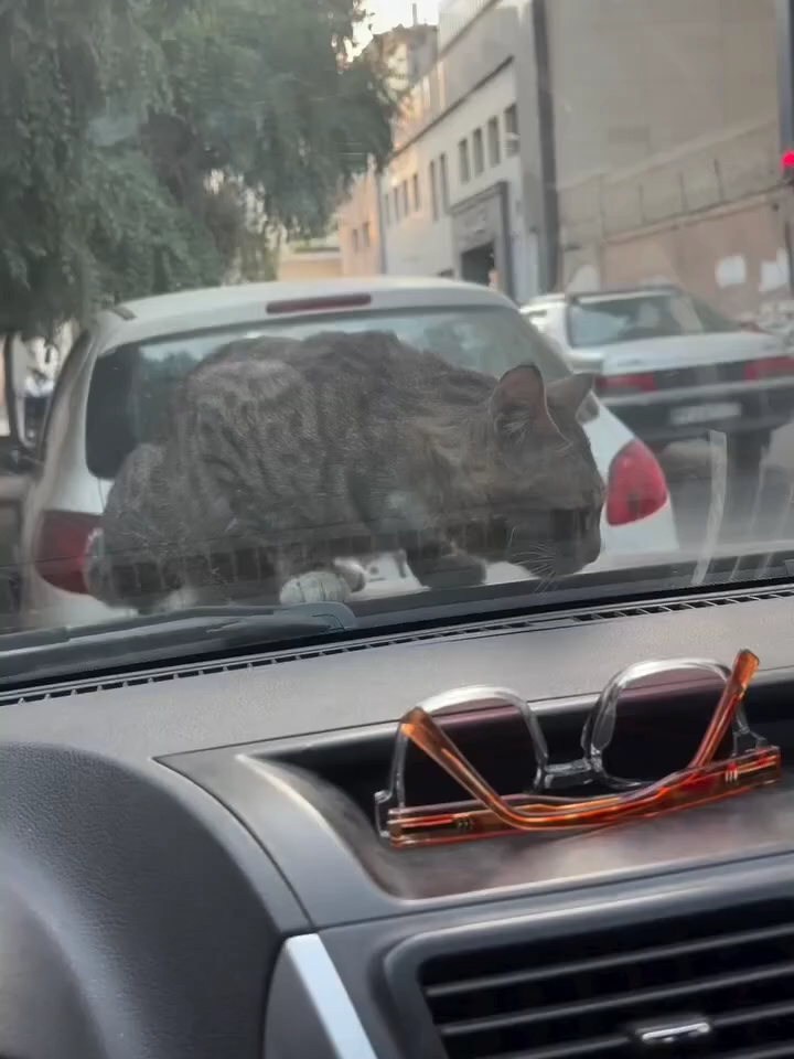 Bu Cislinin Derdi Ne_.... #shorts