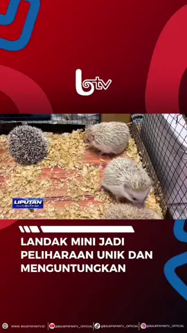 Landak, Hewan Bermata Tajam yang identik dengan durinya, seringkali diianggap menakutkan. Namun berbeda dengan saudaranya, Landak Mini justru terkenal Lucu dan Jinak. Bagi Pecinta Hewan, Landak Mini menjadi pilihan Unik untuk Dipelihara. #AyoNobarBTV #balikpapan #landakmini #jadipeliharaanunikdanmenguntungkan #penjuallandakminiafif  