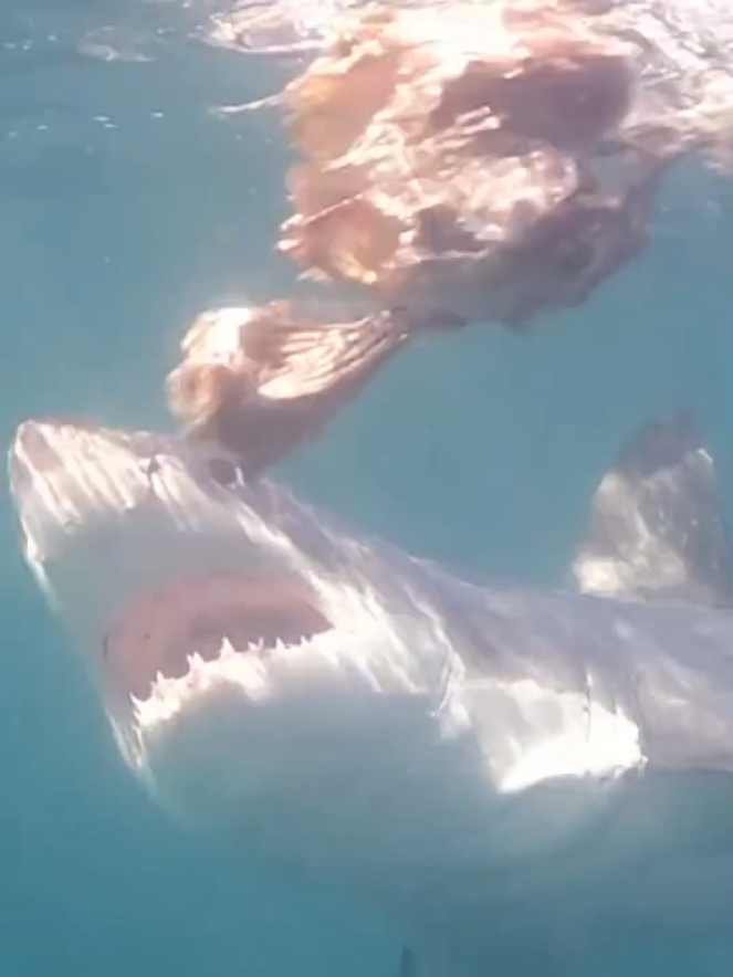 how people run in dreams  #goviral #dream #funny #AfricanHumor #LOL 